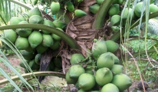 CÁCH CHĂM SÓC CÂY DỪA DÂU