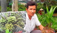 Cây giống “lên ngôi”