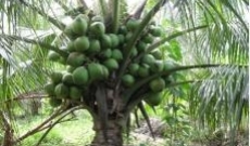 KỸ THUẬT TRỒNG DỪA XIÊM LÙN