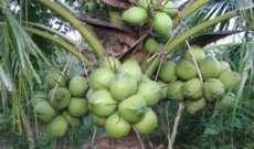 Hướng dẫn kĩ thuật trồng cây dừa xiêm dứa 