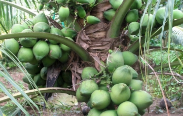 CÁCH CHĂM SÓC CÂY DỪA DÂU