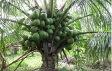 KỸ THUẬT TRỒNG DỪA XIÊM LÙN