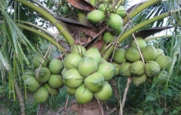 Hướng dẫn kĩ thuật trồng cây dừa xiêm dứa 