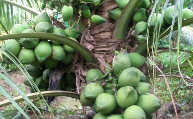 CÁCH CHĂM SÓC CÂY DỪA DÂU