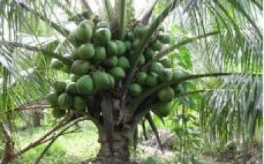 KỸ THUẬT TRỒNG DỪA XIÊM LÙN