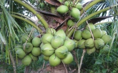 Hướng dẫn kĩ thuật trồng cây dừa xiêm dứa 