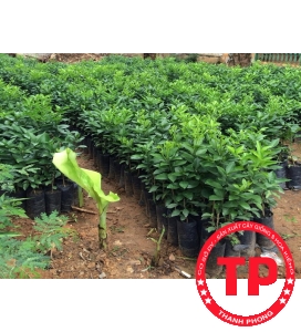 Cây giống Cam Cara ruột đỏ