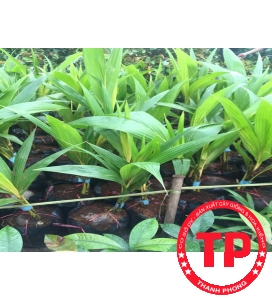 Dừa Vàng Tam Quan