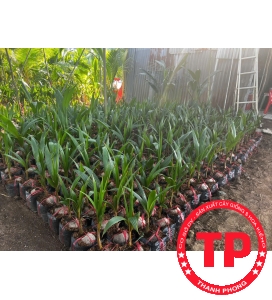 Dừa giống Bến Tre