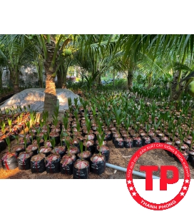 Cây giống dừa sáp