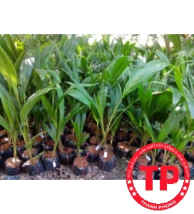 Dừa xiêm xanh giống