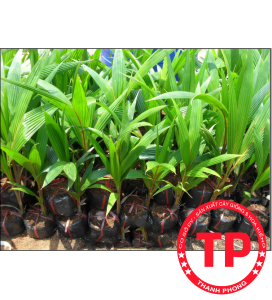 Dừa Ẻo Vàng (Dừa Xiêm Dây Vàng)