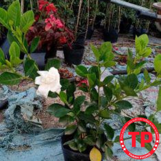 Bạch Thiên Hương