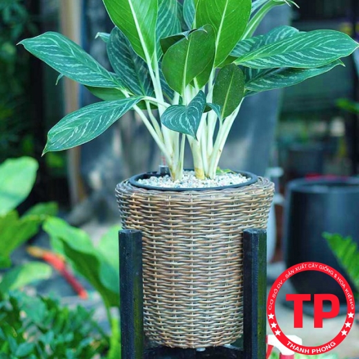 CÂY BẠCH MÃ HOÀNG TỬ