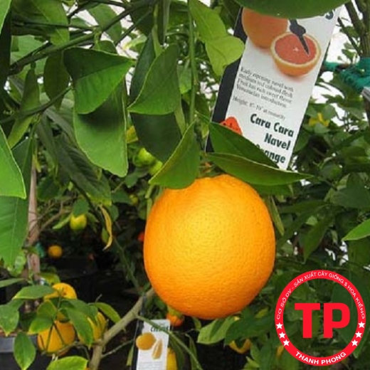 Cây giống Cam Cara ruột đỏ