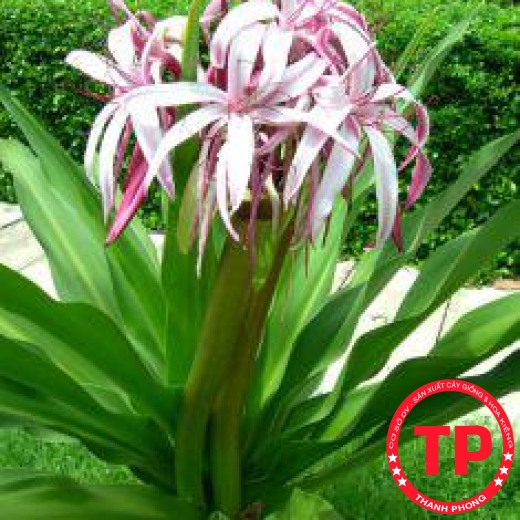 Cây đại tướng quân