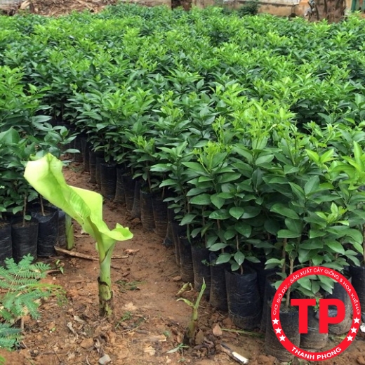 Cây giống Cam Cara ruột đỏ