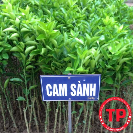 Cây giống Cam sành