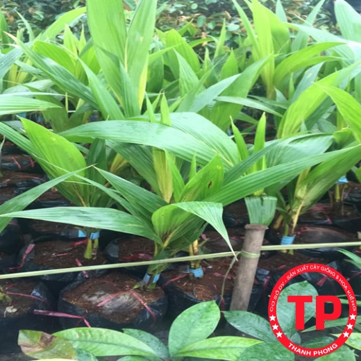 Dừa Vàng Tam Quan