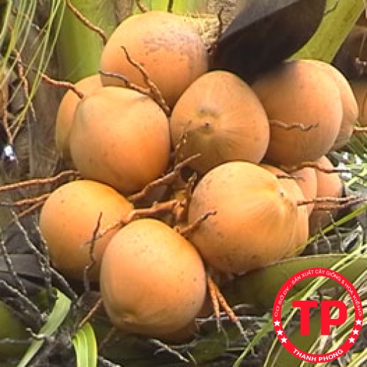 Dừa Ẻo Vàng (Dừa Xiêm Dây Vàng)