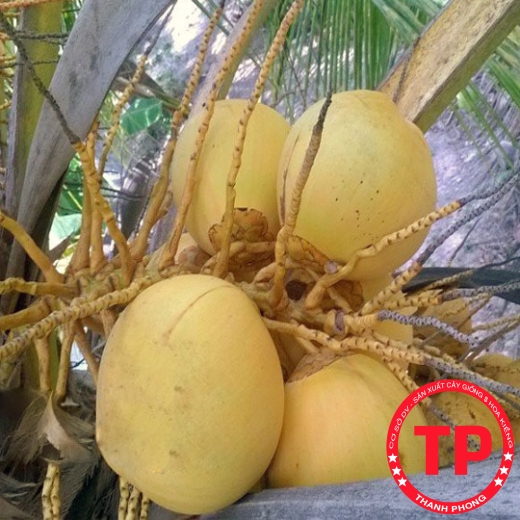 Dừa Vàng Tam Quan