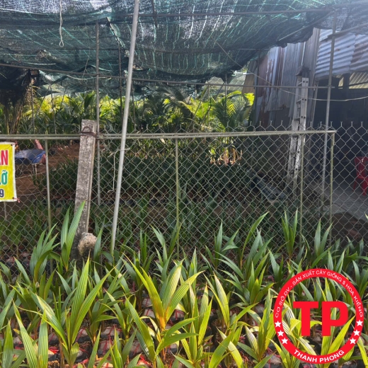 Dừa giống Bến Tre