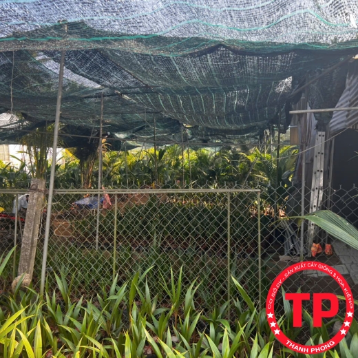 Dừa giống Bến Tre