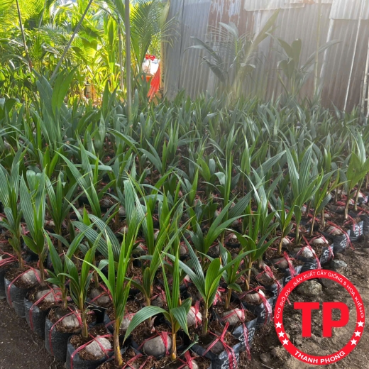 Dừa giống Bến Tre