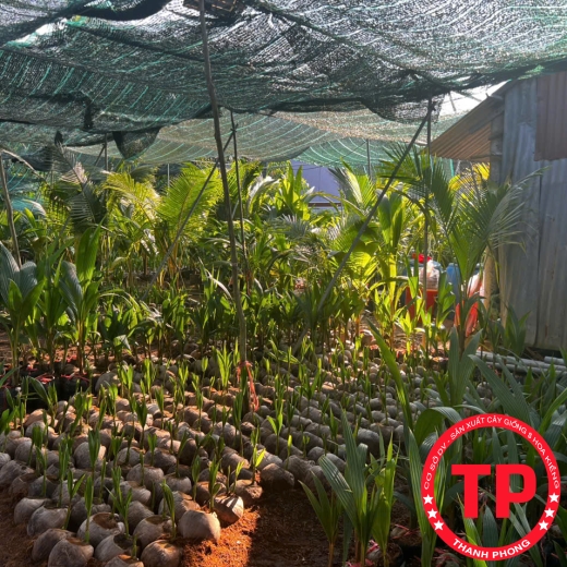 Dừa giống Bến Tre