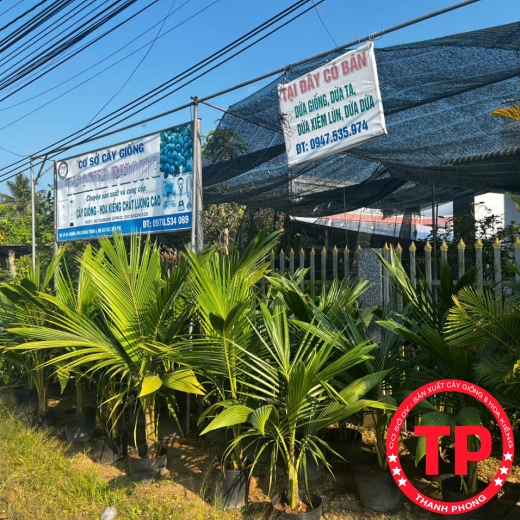 Cây giống dừa sáp