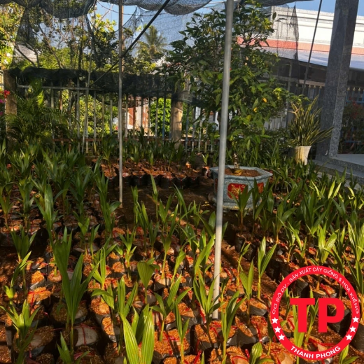 Cây giống dừa sáp