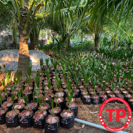 Cây giống dừa sáp