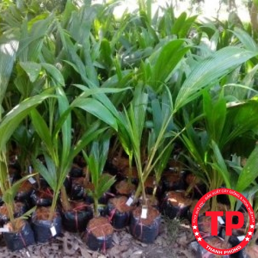 Dừa xiêm xanh giống