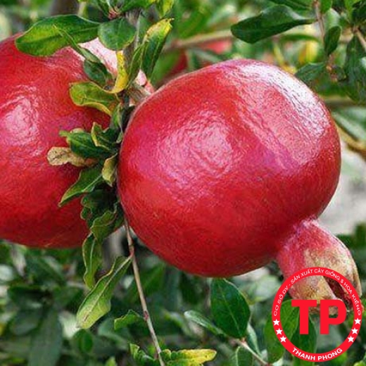 lựu đỏ ấn độ