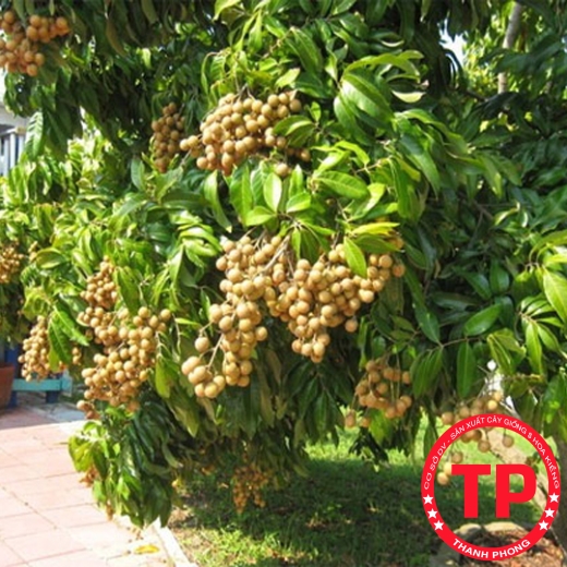 Nhãn Sớm Hưng Yên