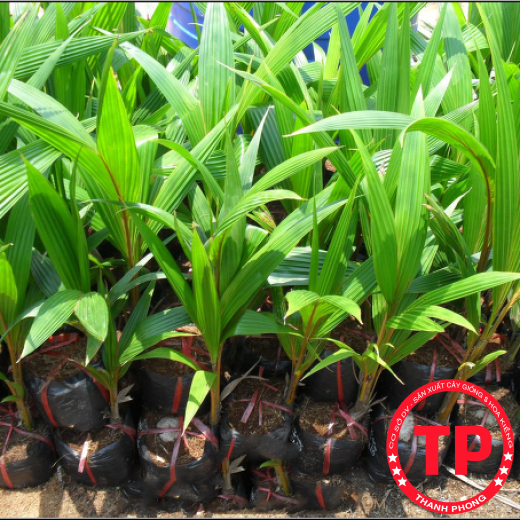 Dừa Ẻo Vàng (Dừa Xiêm Dây Vàng)