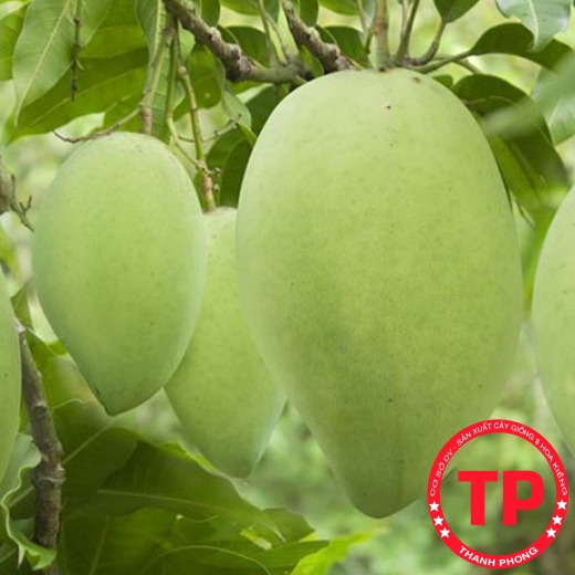 Xoài cát Hòa Lộc (1)